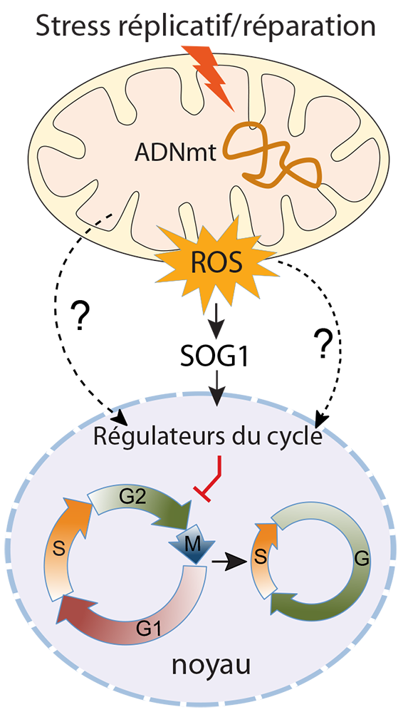 Quand les dommages à l'ADN mitochondrial affectent la progression du cycle cellulaire