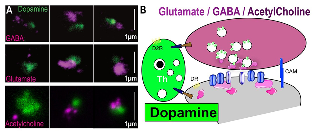 Les Synapses Pivot à Dopamine: point névralgique de la modulation par la dopamine ?