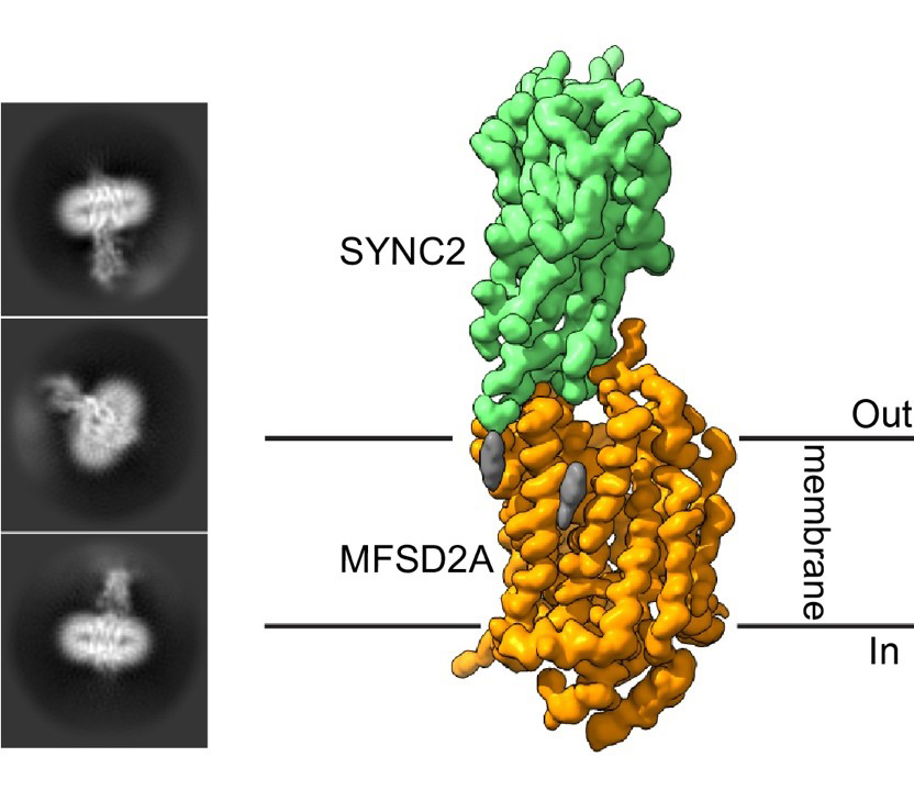 Mécanismes de fonctionnement du transporteur de l'acide gras essentiel oméga-3 humain