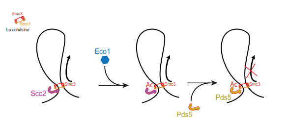 Moteur contrôlant la taille des boucles d’ADN sur les chromosomes