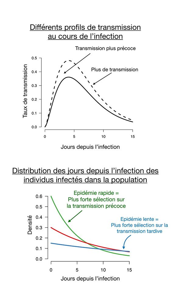 Comment les variants de SARS-CoV-2 sont-ils sélectionnés ?