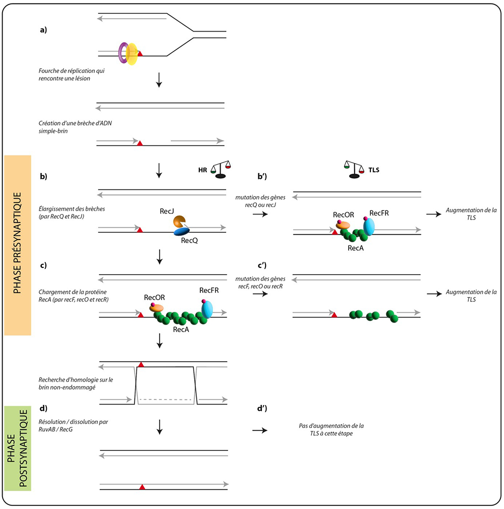 Réplication d’un ADN endommagé: régulation de l’équilibre entre voies fidèle et mutagène