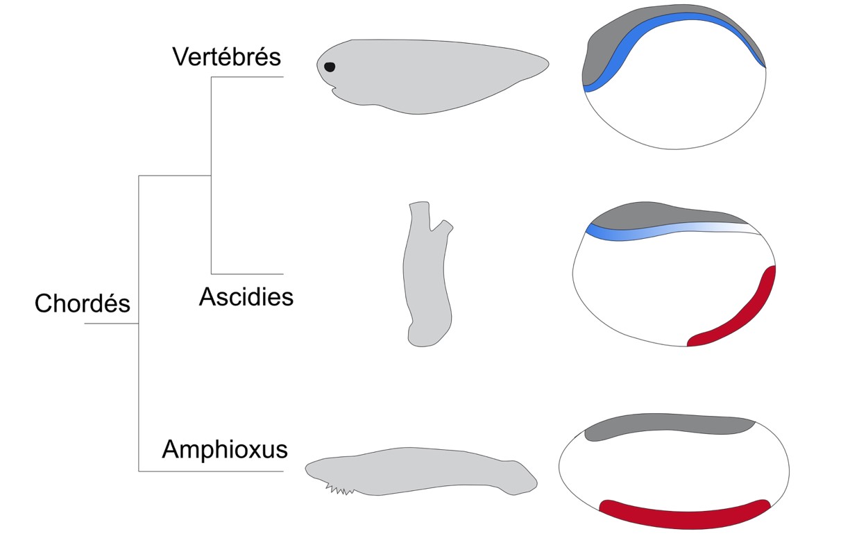 Une origine ventrale pour le système nerveux dorsal des vertébrés ?