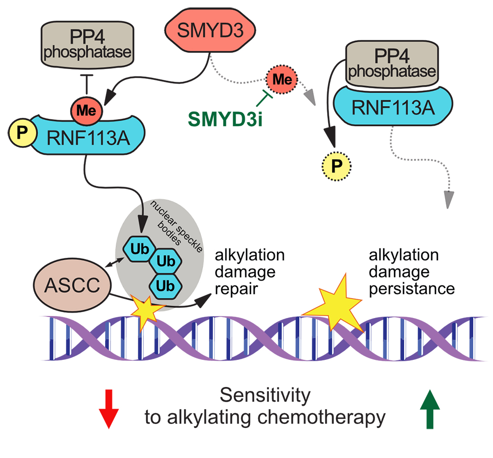 SMYD3 régule la sensibilité à la chimiothérapie du cancer du poumon à petites cellules