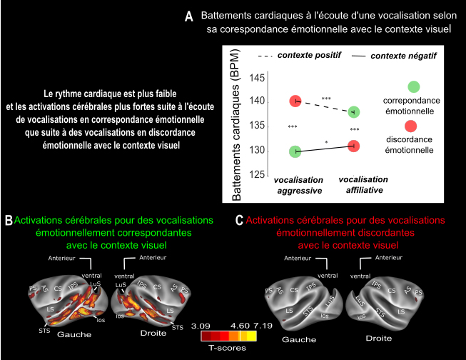 La perception des voix chez le macaque dépend du contexte socio-émotionnel