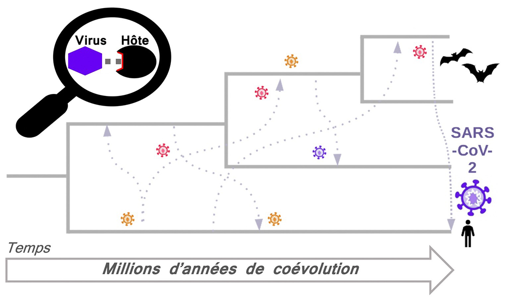 COVID-19: Des clés de la maladie dans le passé des gènes de primates et chauves-souris ?