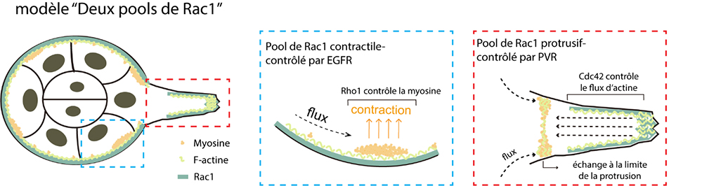 Les forces du Yin et du Yang à l’unisson pour un mouvement collectif efficace