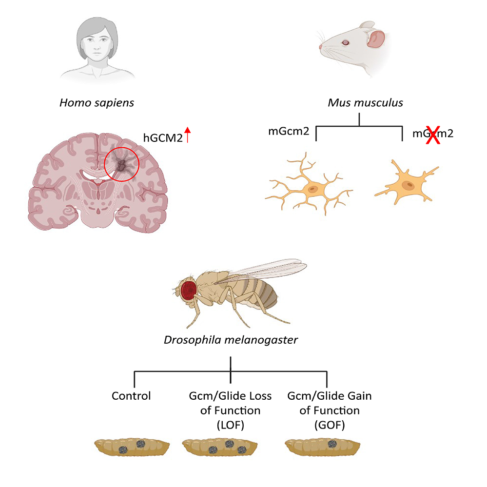 Découverte d’une cascade transcriptionnelle anti-inflammatoire conservée depuis la drosophile jusqu’à l’homme