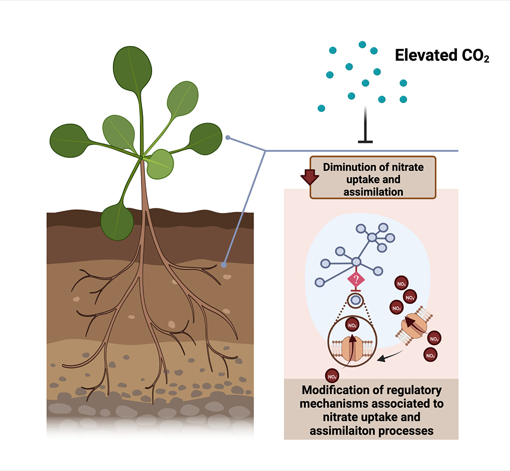 Comment l’élévation du CO2 atmosphérique menace la qualité nutritionnelle des plantes