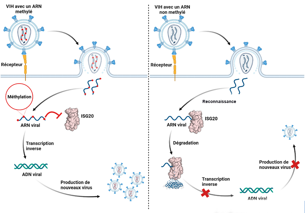 La méthylation: une armure du VIH contre les facteurs de défense cellulaire