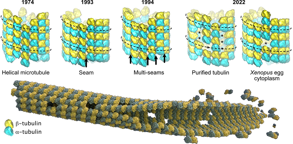 L'hétérogénéité structurale des microtubules révélée