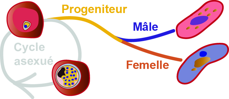 Sans chromosomes sexuels, comment se détermine le sexe chez le parasite du paludisme ?