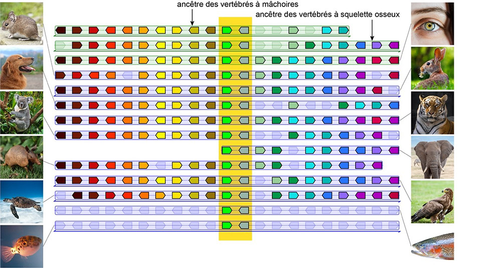 Les génomes de centaines d’espèces éteintes reconstruits automatiquement