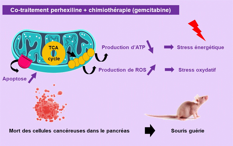 Ce médicament utilisé en cardiologie pourrait soigner le cancer du pancréas