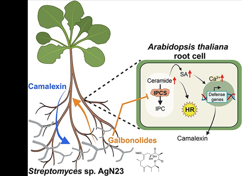 Decoding a conversation between bacteria and plants