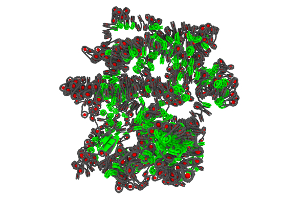 Un modèle pour mieux comprendre l'organisation spatiale des chromosomes