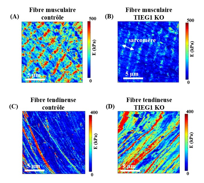 Mesurer in vitro et in vivo les propriétés mécaniques du tissu musculo-tendineux