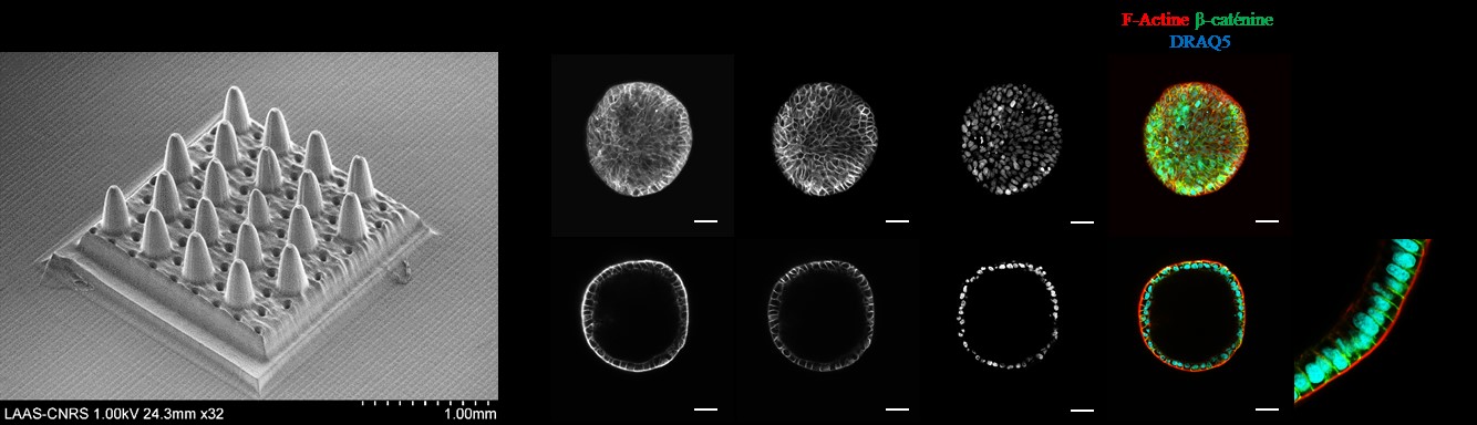 Des supports 3D pour étudier la croissance des cellules intestinales