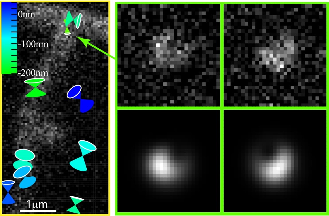 Une imagerie simultanée de l’orientation et de la position 3D de molécules fluorescentes