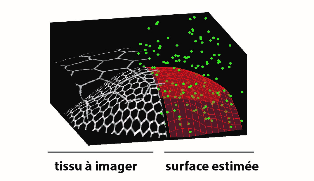 Un microscope à balayage intelligent pour de meilleures observations