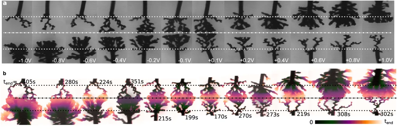 Un polymère reproduit le fonctionnement des synapses et des réseaux de neurones