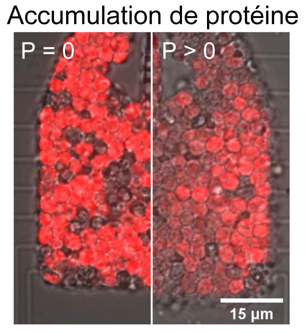 Comment le confinement spatial régule la prolifération des cellules