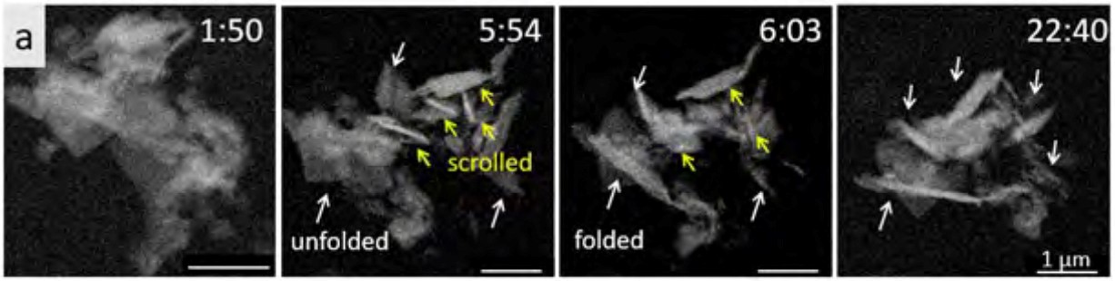 Découverte de mécanismes de neutralisation des nanoparticules dans les cellules pulmonaires