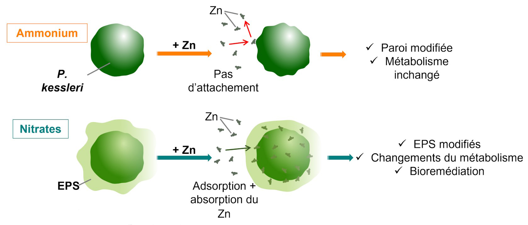 Microalgas eliminam metais pesados: veja como 🧪