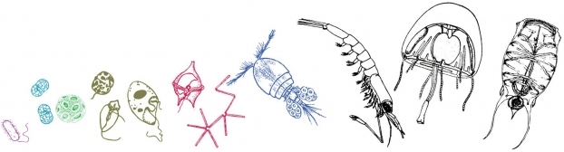 Nouvelle compréhension de la succession écologique du peuplement planctonique