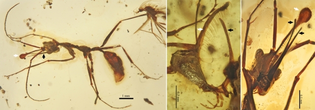 Des licornes prédatrices au Crétacé