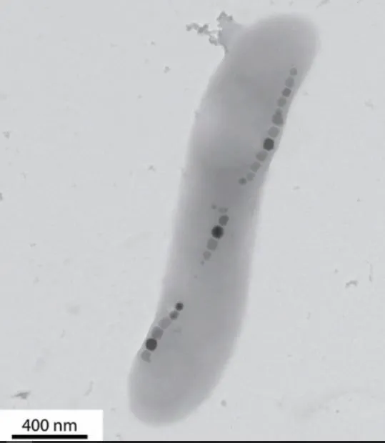 Identifier l'origine des fossiles des bactéries magnétotactiques