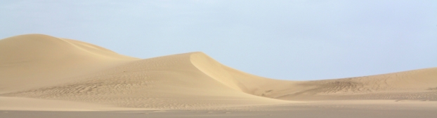 Un nouveau type de dunes stationnaires: les dunes peignes