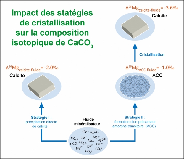 Squelette: stratégie de croissance des organismes marins calcifiants