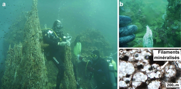 Des producteurs primaires hétérotrophes dans la subsurface ?