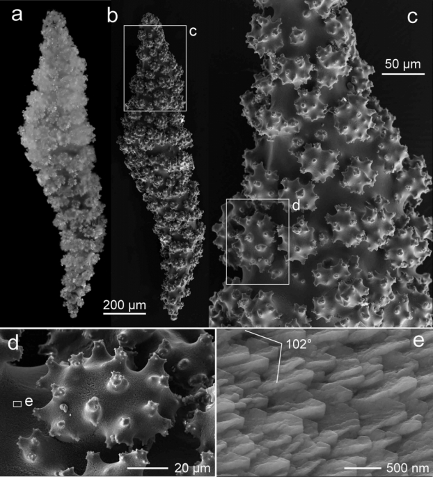 Les biominéraux auraient-ils inventé une nouvelle forme de cristallographie ?