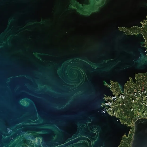 Les courants de submésoéchelle: moteurs de la biodiversité marine