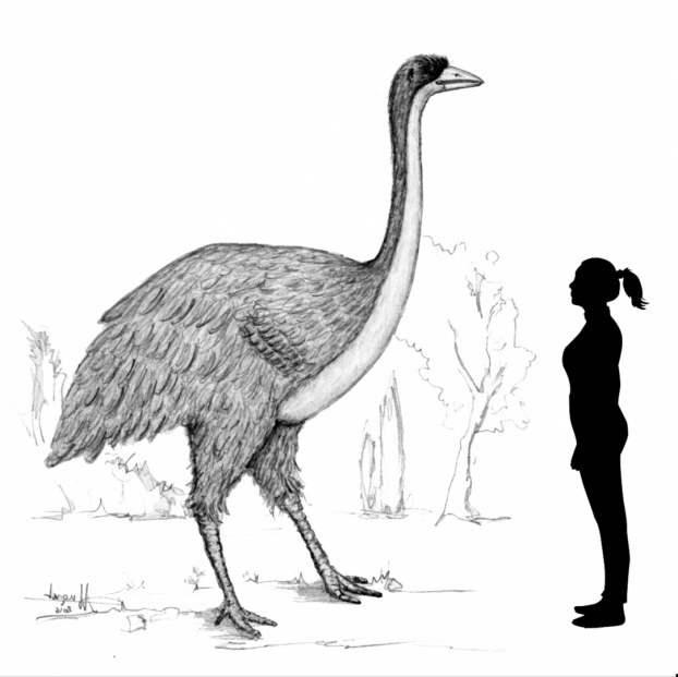 Des moulages du XIXe siècle aident à comprendre les oiseaux géants disparus de Madagascar