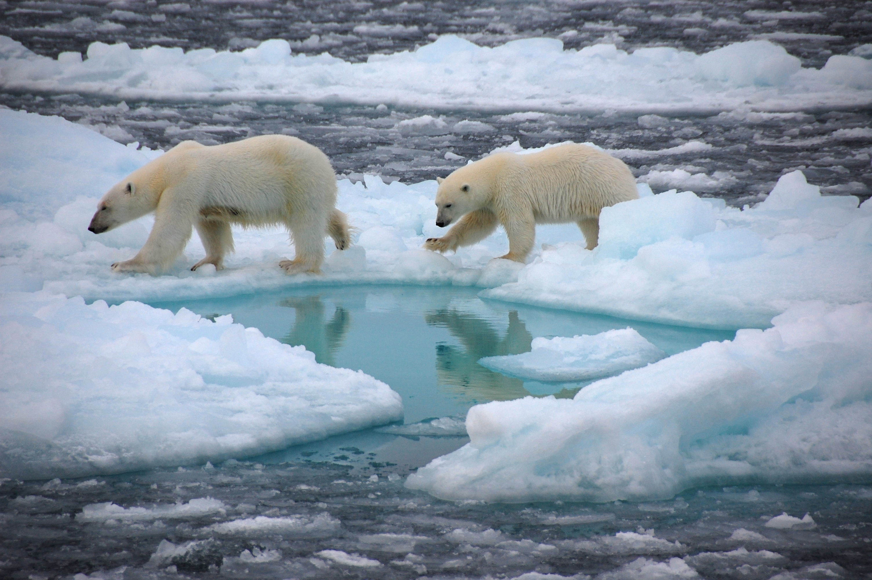 Le pôle Nord bientôt libre de glace en été