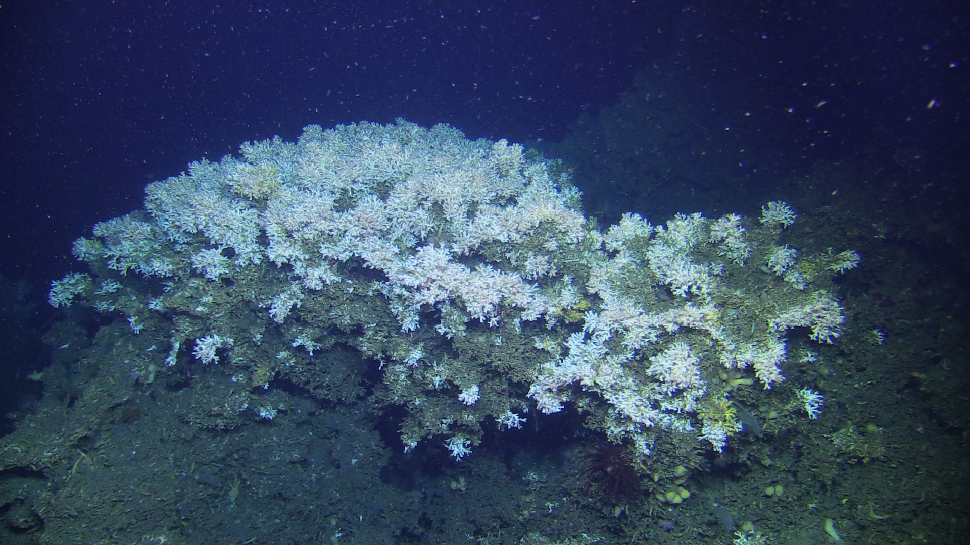 Une acidification de l’océan Arctique plus importante que prévu