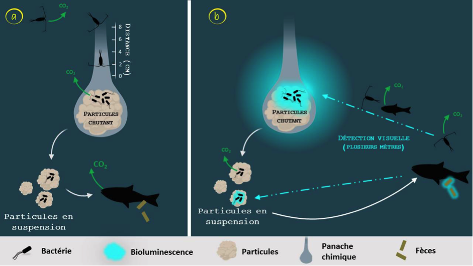 Lumière sur la pompe biologique: impact de la bioluminescence