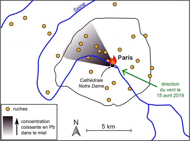 Les retombées de plomb liées à l’incendie de Notre-Dame cartographiées dans le miel