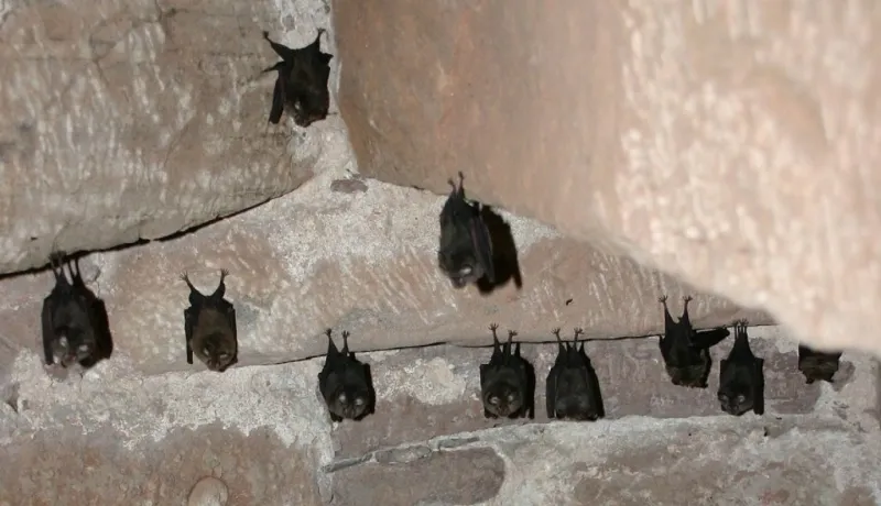 Les chauves-souris, sentinelles des changements en Méditerranée