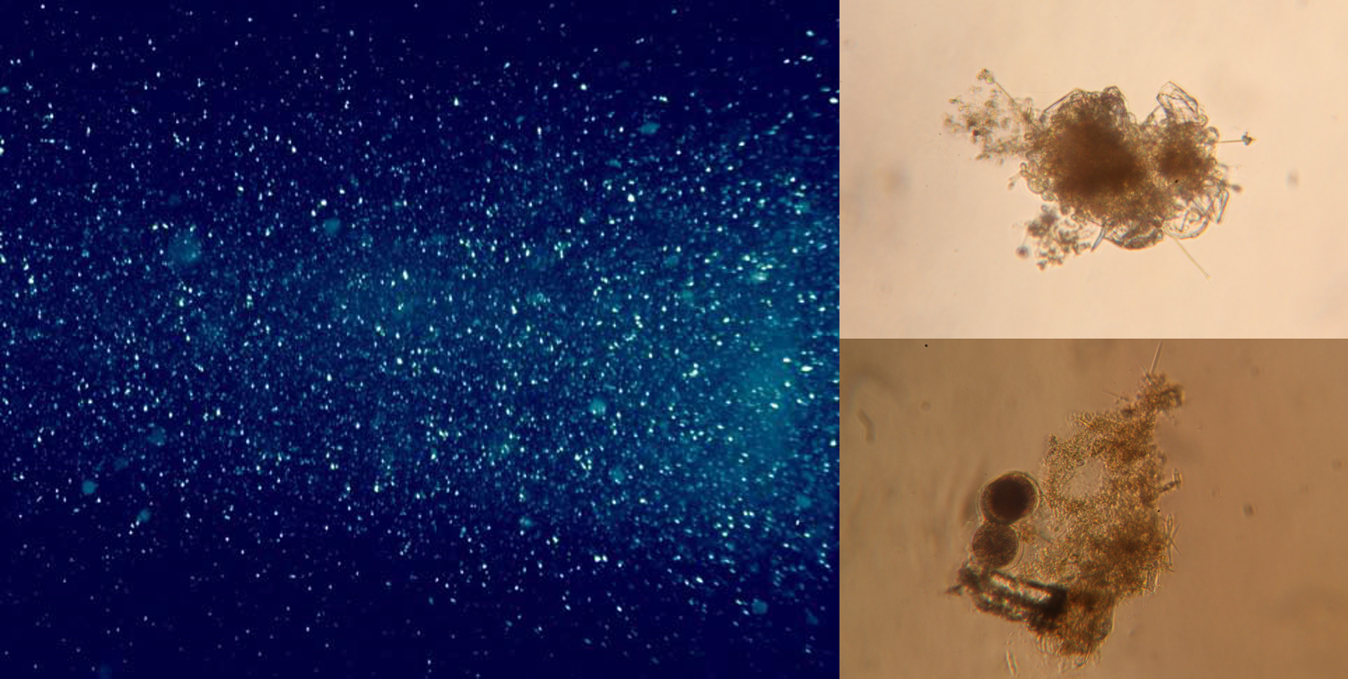 Océan profond: à la recherche des microbes vivant sur la neige marine
