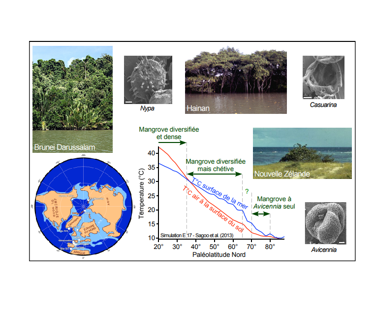 Expansion et diversité floristique des mangroves lors des maxima thermiques