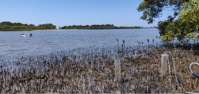 Restaurer les habitats côtiers pour ralentir le changement climatique ?