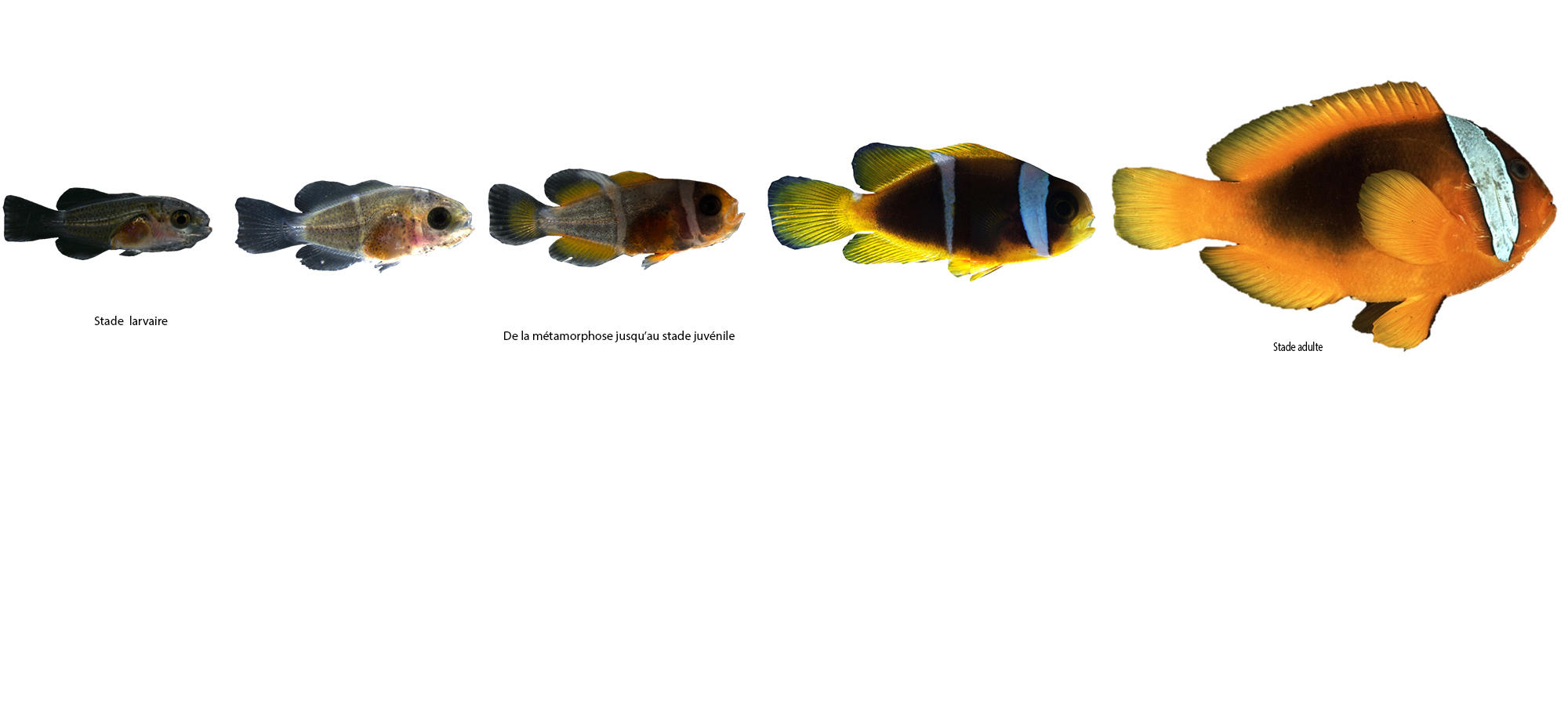 La vie secrète du poisson-clown