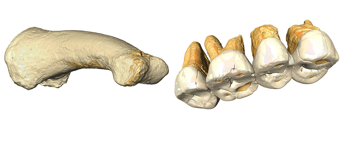 Une nouvelle espèce humaine découverte aux Philippines