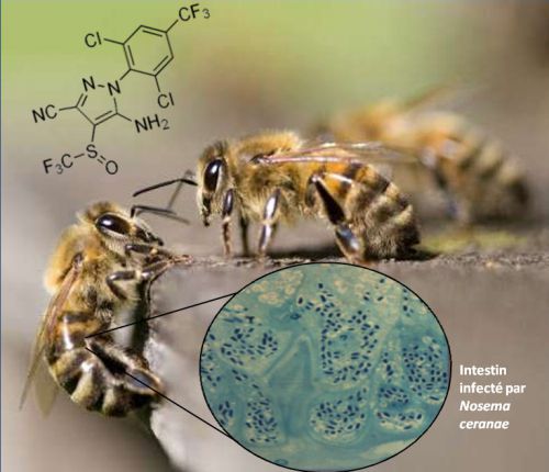 Pathogènes et insecticides: cocktail mortel pour les abeilles
