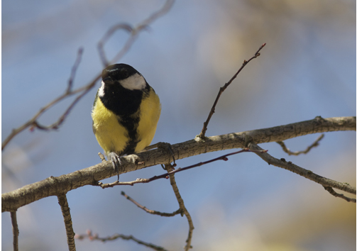 La mésange charbonnière régule différemment les bactéries de ses plumes selon le sexe