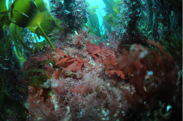 Les irréductibles algues rouges de Bretagne résistent encore au réchauffement des eaux
